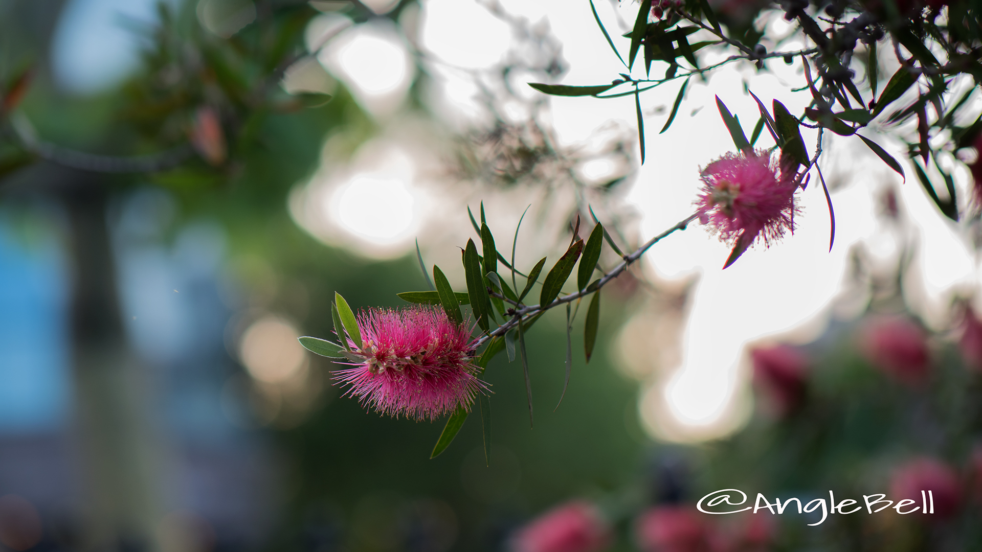 ブラシノキ Flower Photo3