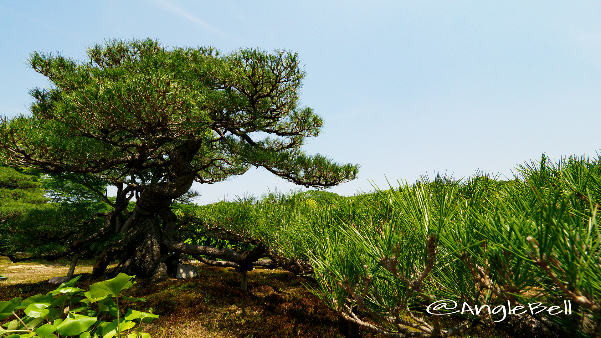 クロマツ 黒松 Flower Photo4