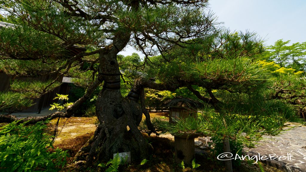 クロマツ 黒松 Flower Photo1
