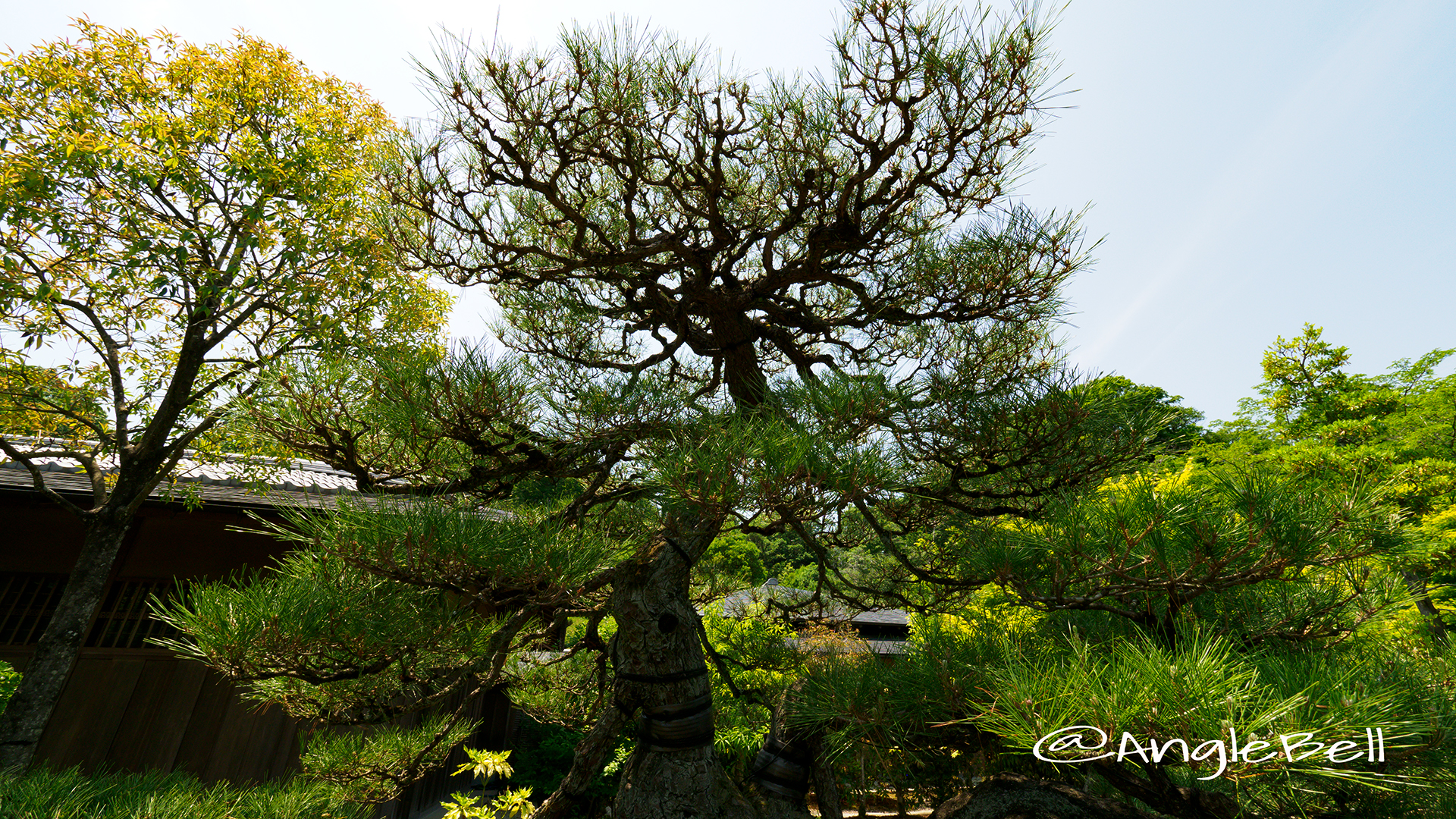 クロマツ 黒松 Flower Photo2