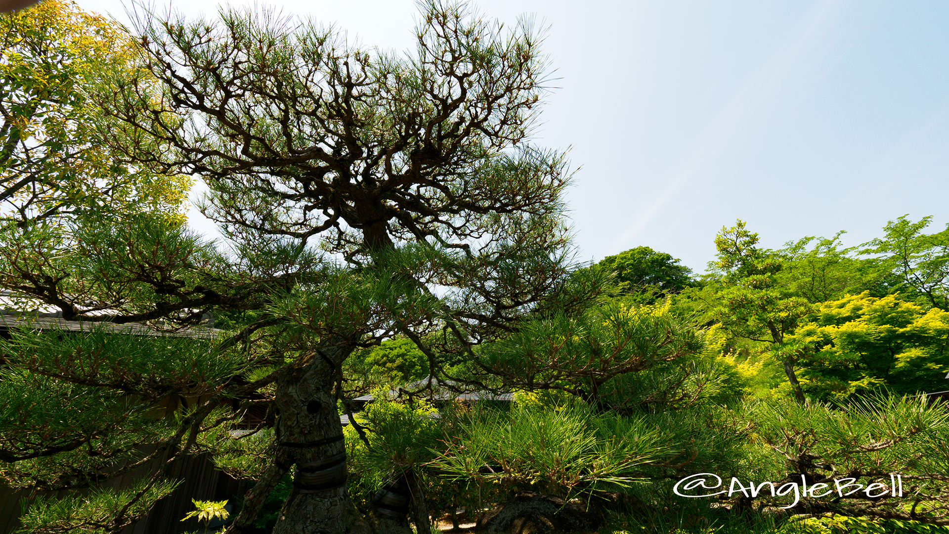 クロマツ 黒松 Flower Photo3