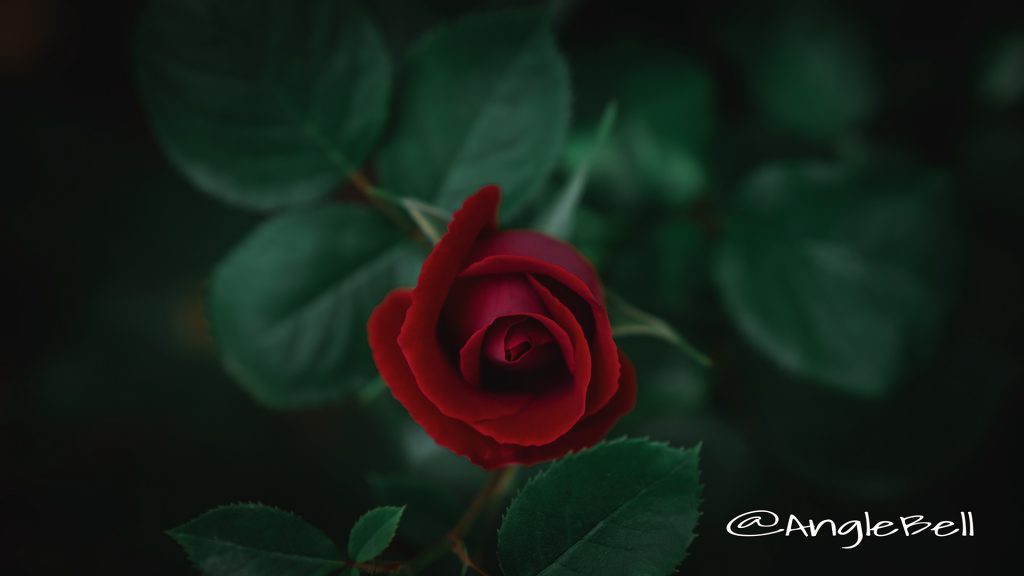 バラ 薔薇 Flower Photo3