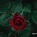 バラ 薔薇 Flower Photo3