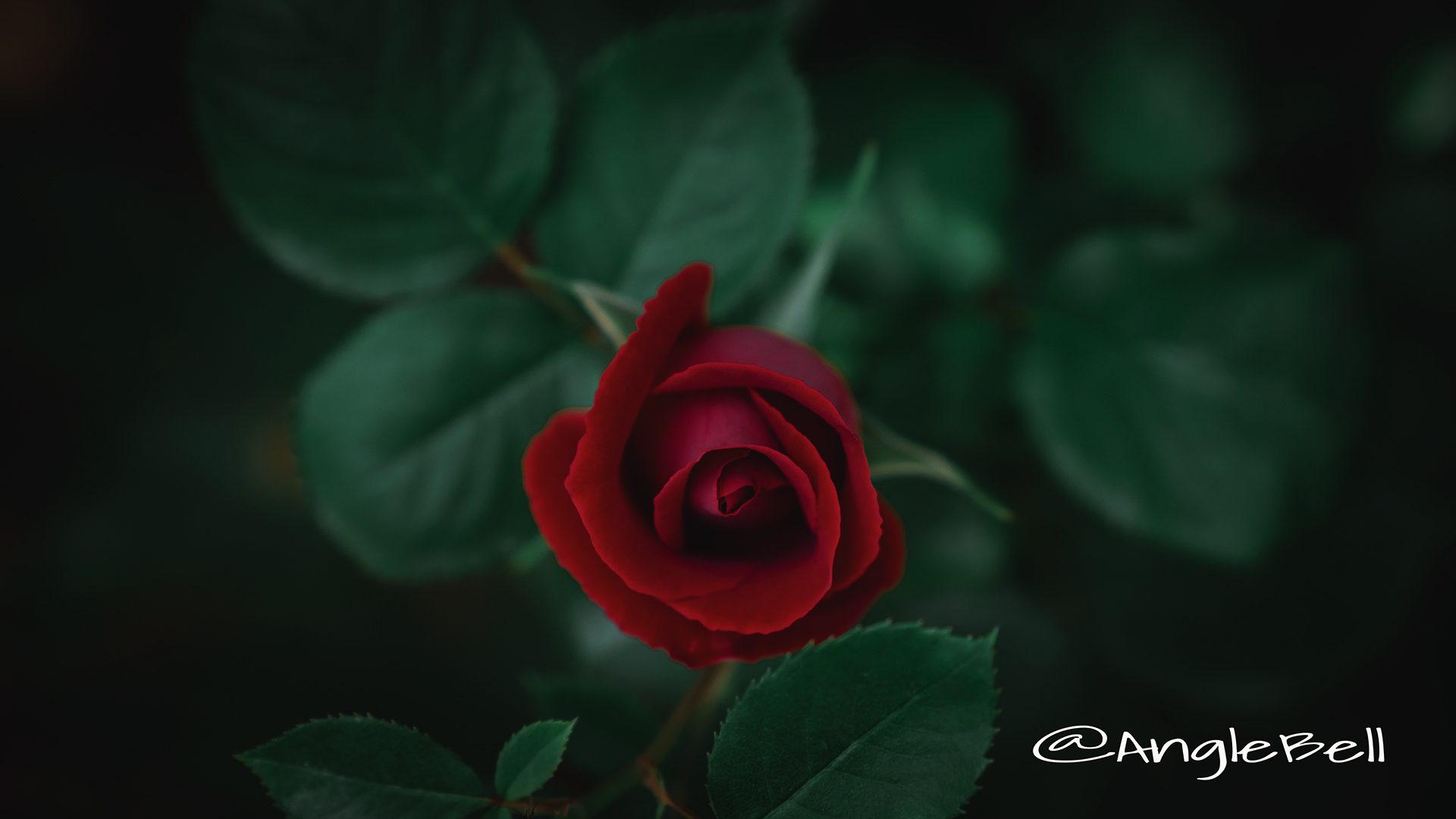 バラ 薔薇