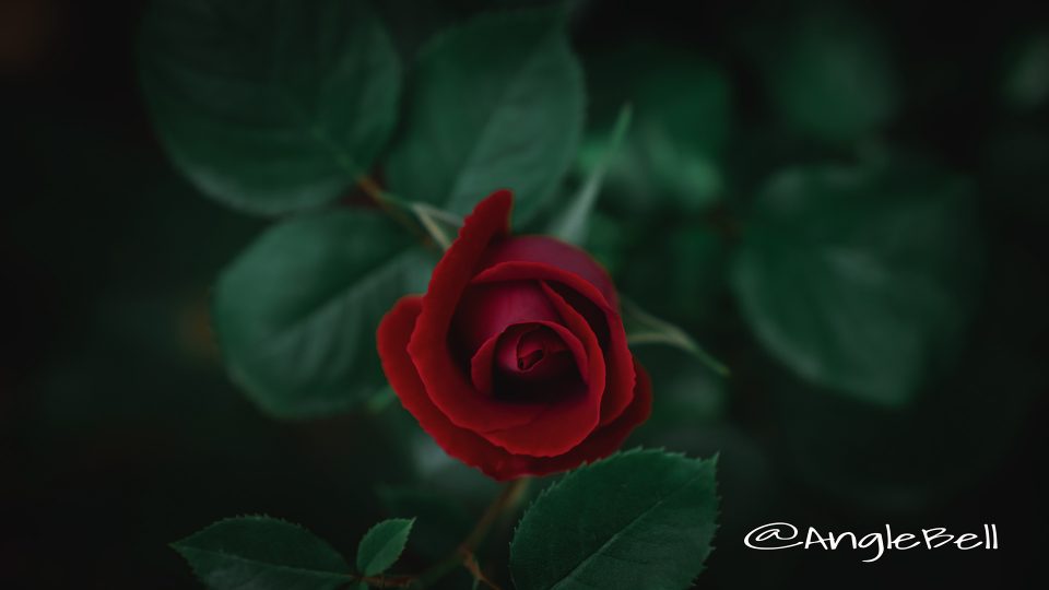バラ 薔薇