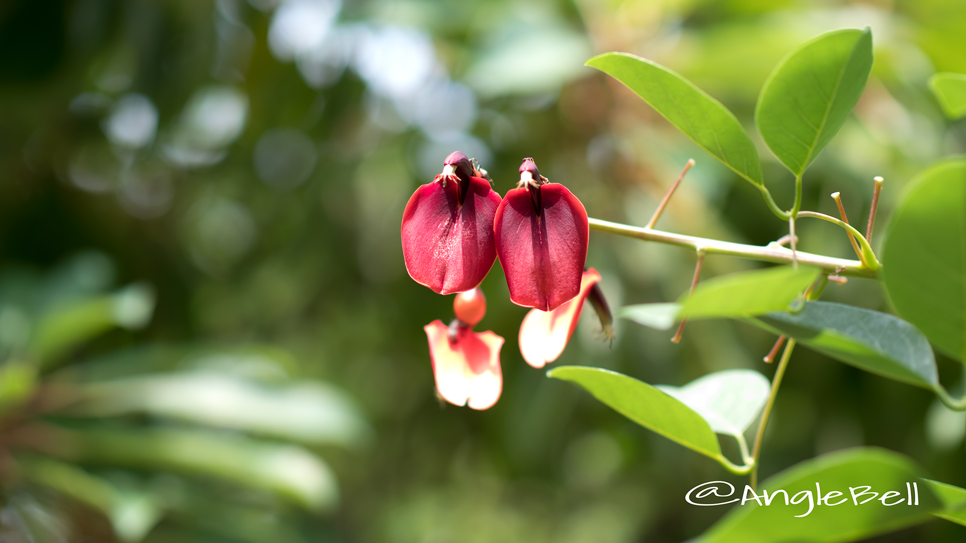 アメリカディゴ Flower Photo2