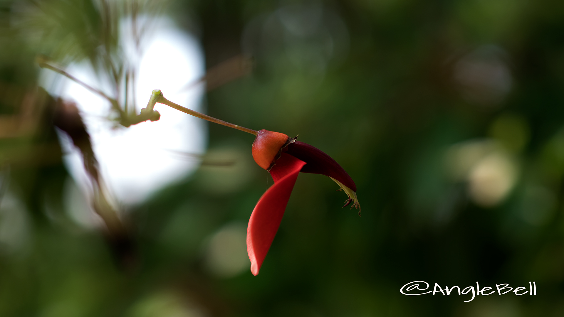 アメリカディゴ Flower Photo1