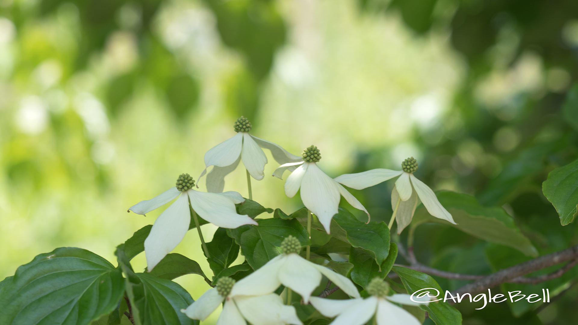 ヤマボウシ 山法師 Flower Photo2