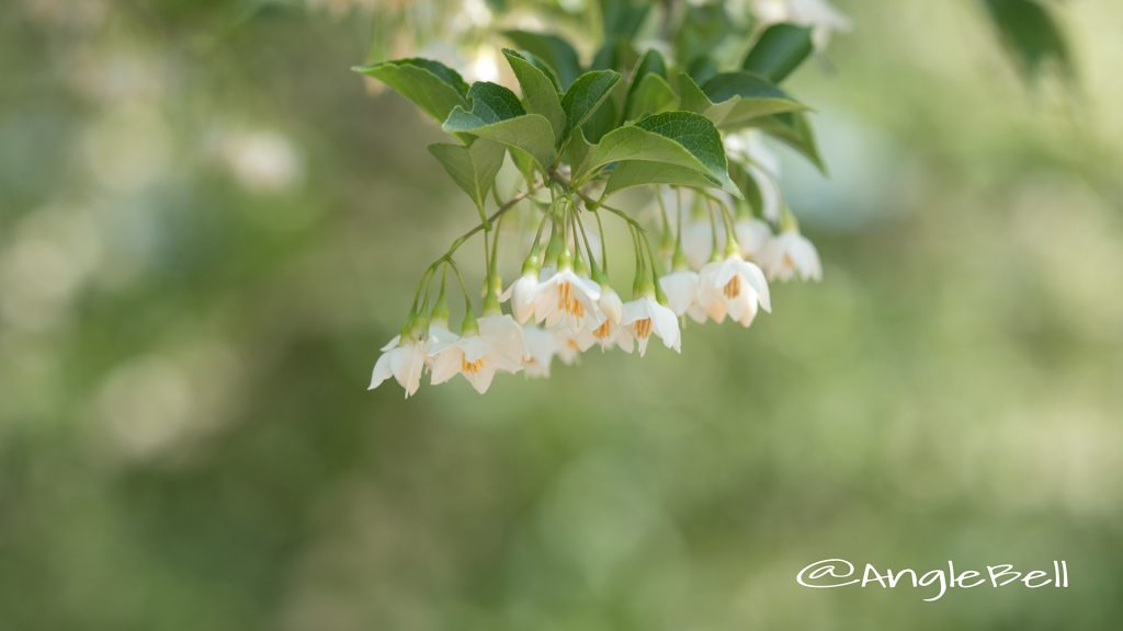 エゴノキ Flower Photo1