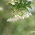 エゴノキ Flower Photo1
