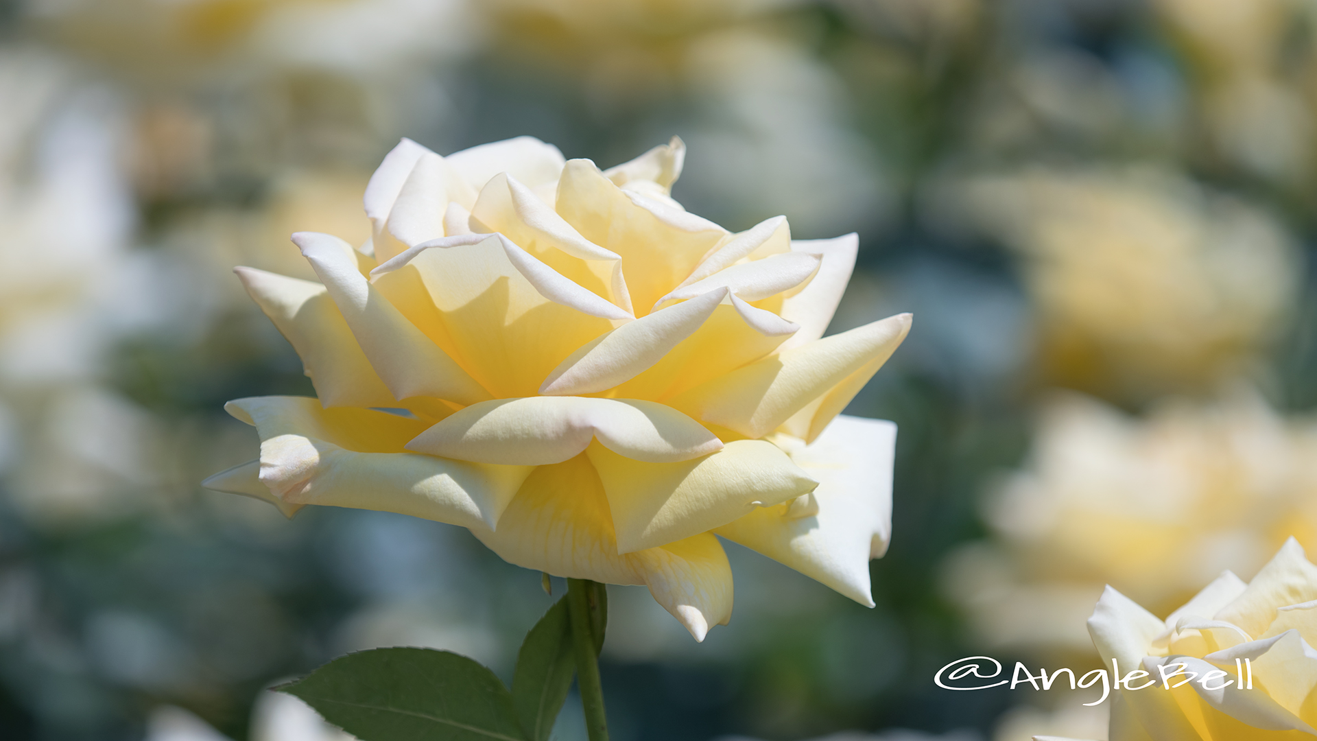 アマツオトメ 天津乙女(バラ) Flower Photo3