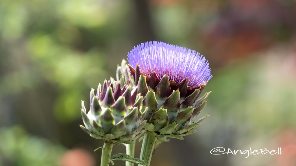 チョウセンアザミ 朝鮮薊 Flower Photo1