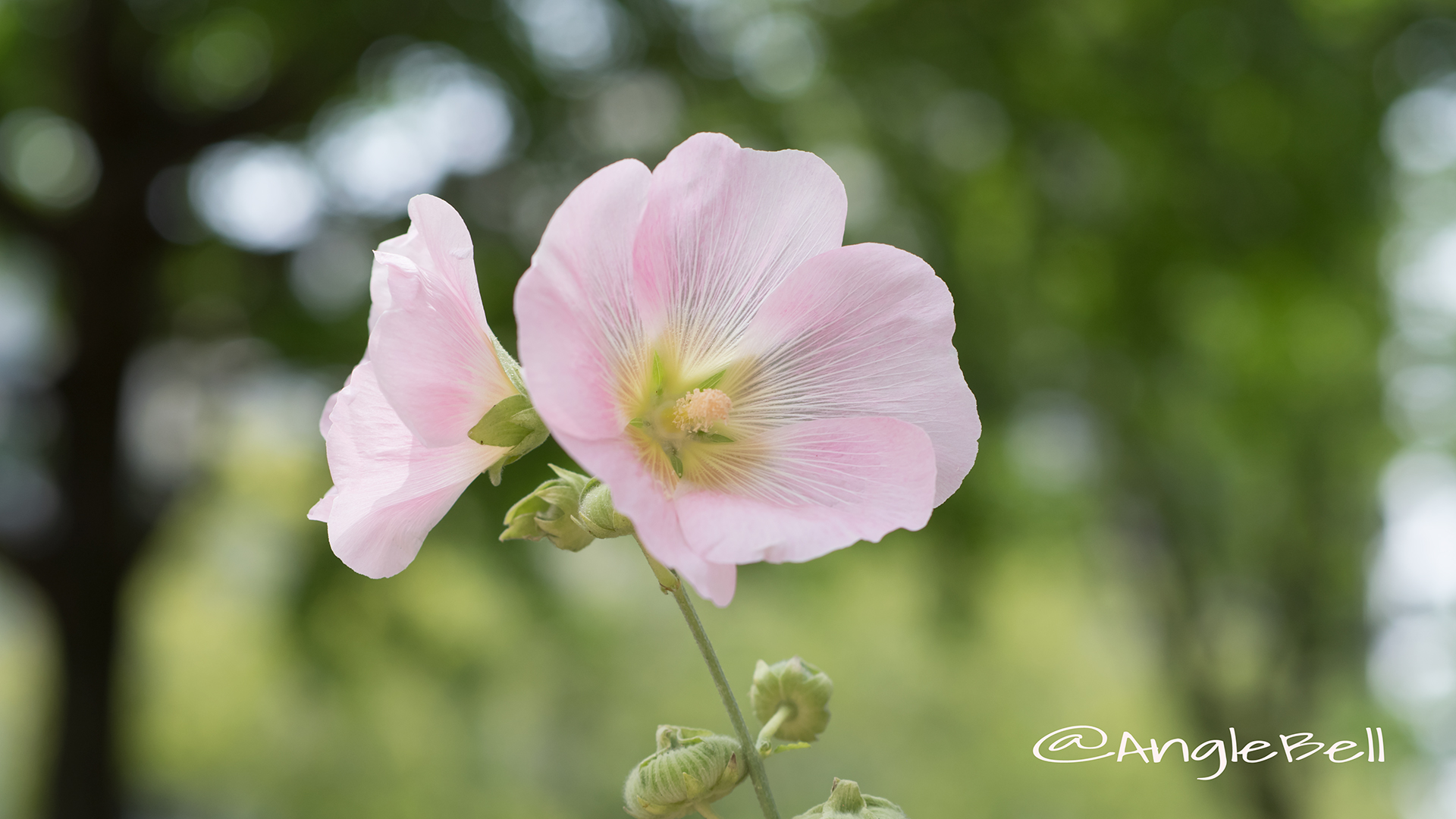 スイフヨウ 酔芙蓉 Flower Photo5