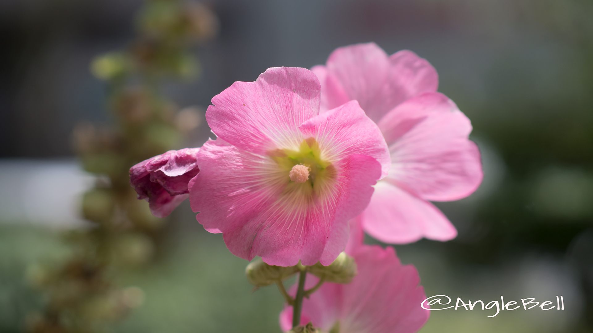 スイフヨウ 酔芙蓉 Flower Photo4