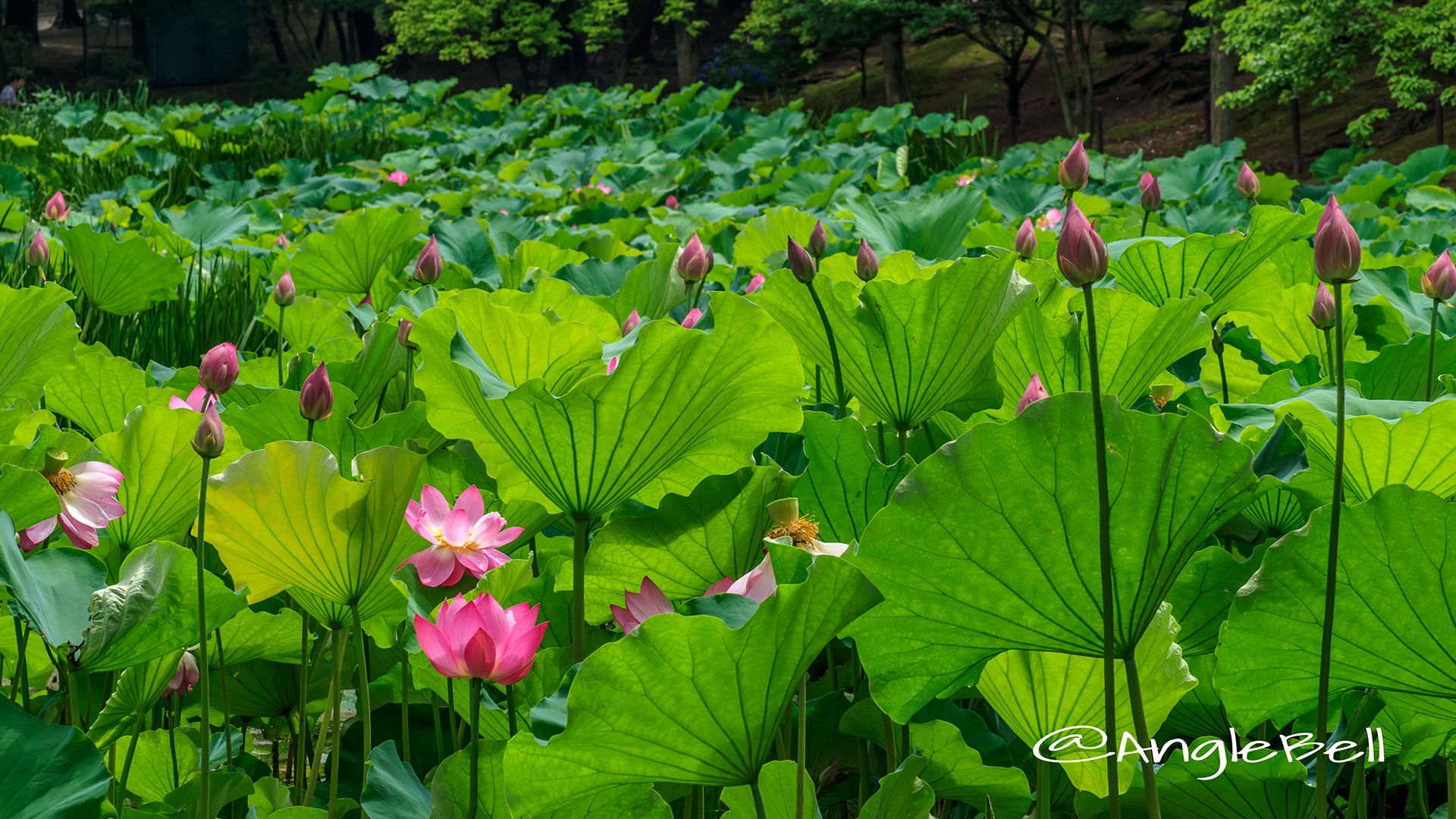 ハス 蓮2017 Flower Photo1