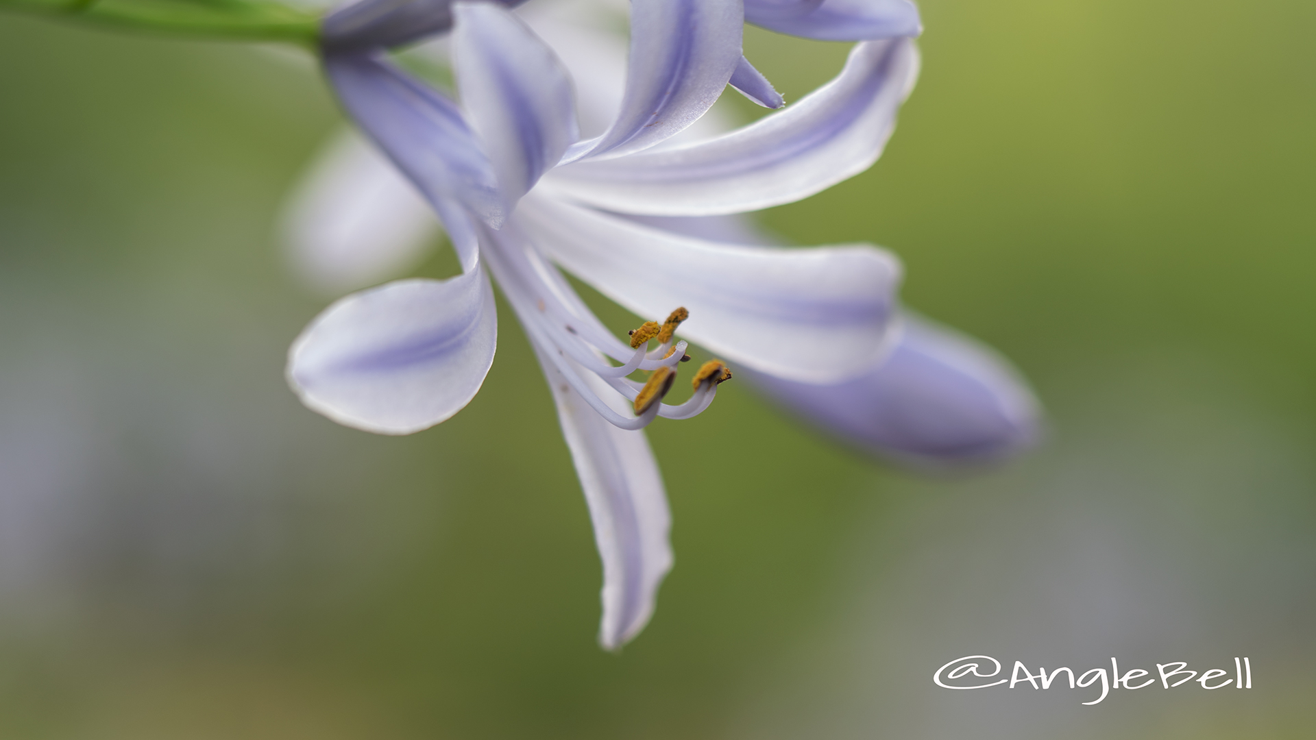ムラサキクンシラン 紫君子蘭 Flower Photo4