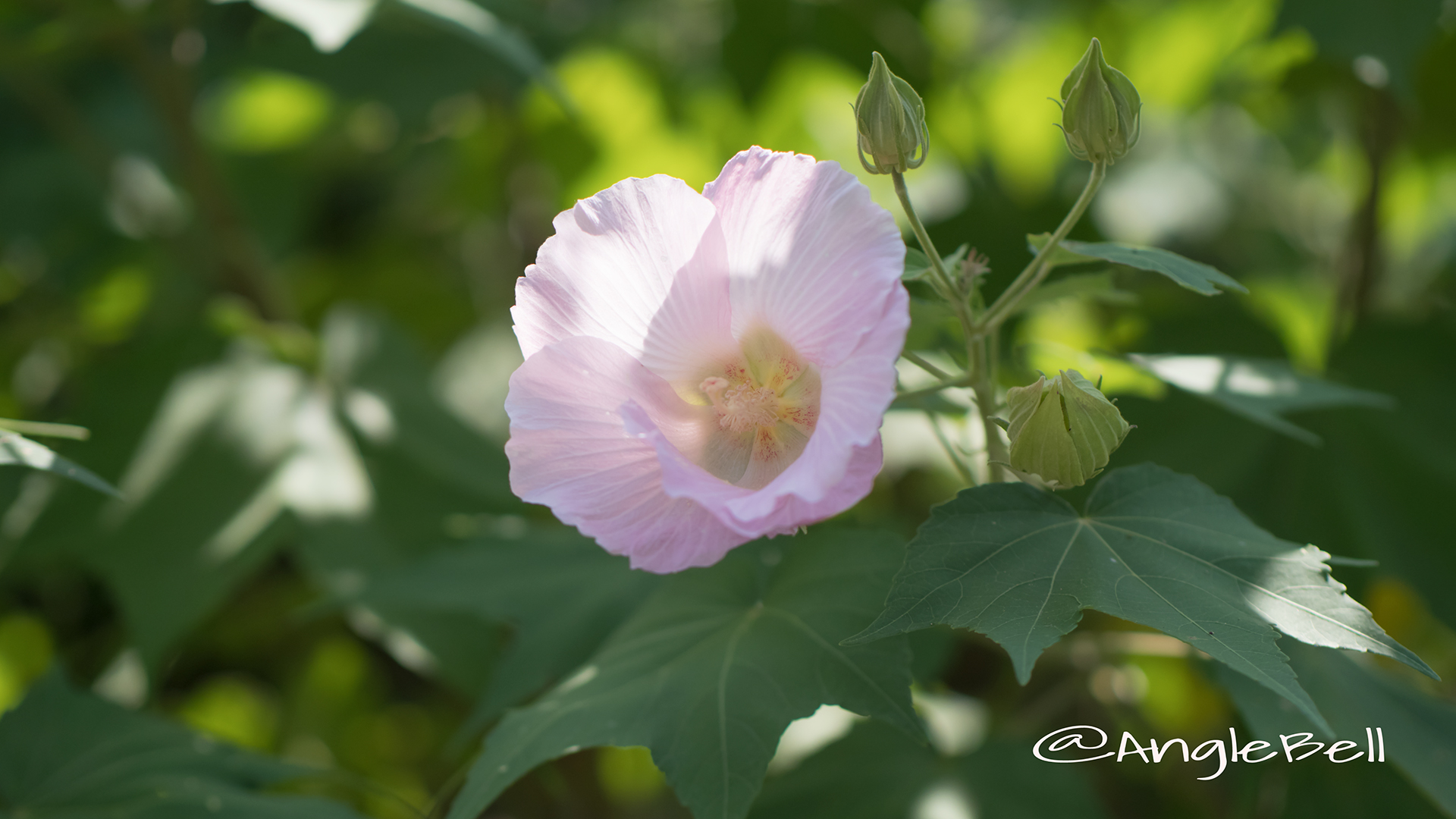 スイフヨウ 酔芙蓉 Flower Photo3