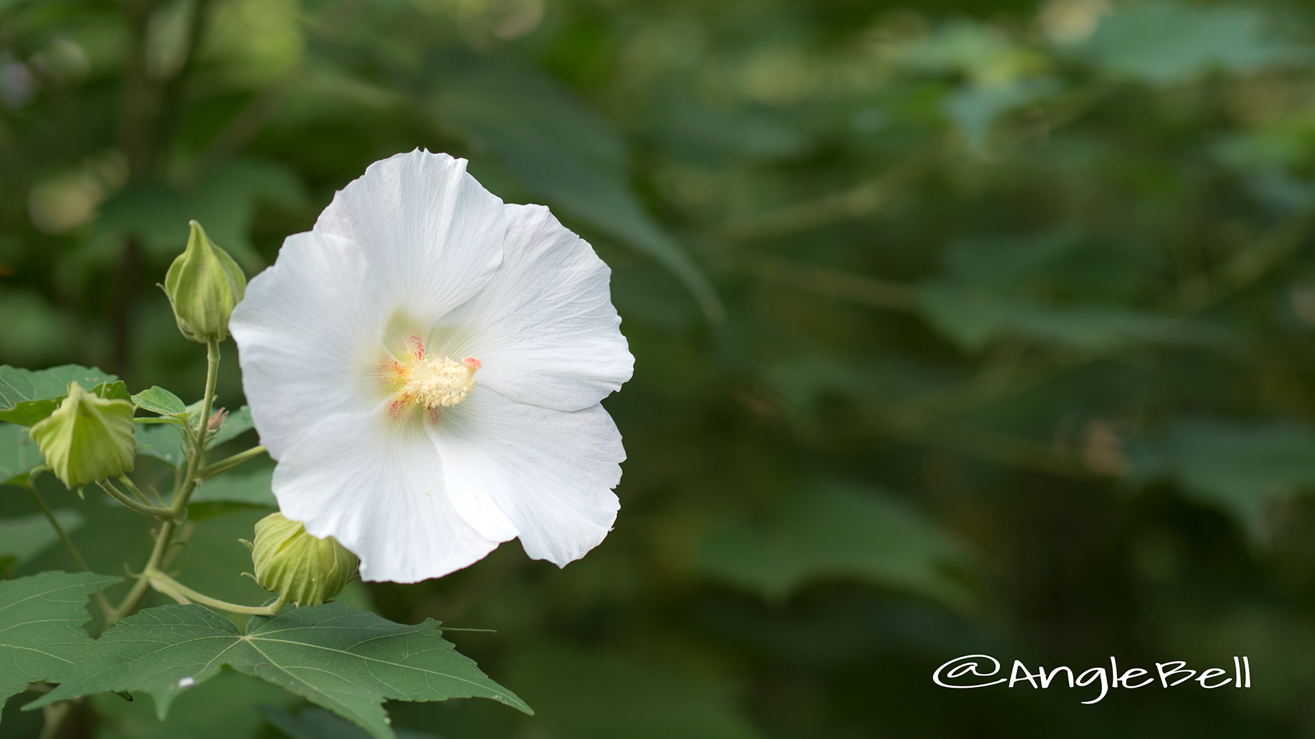 スイフヨウ 酔芙蓉 Flower Photo2