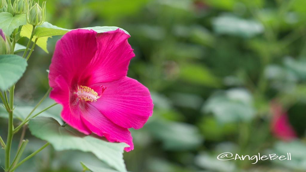 コダチフヨウ 木立芙蓉 Flower Photo1