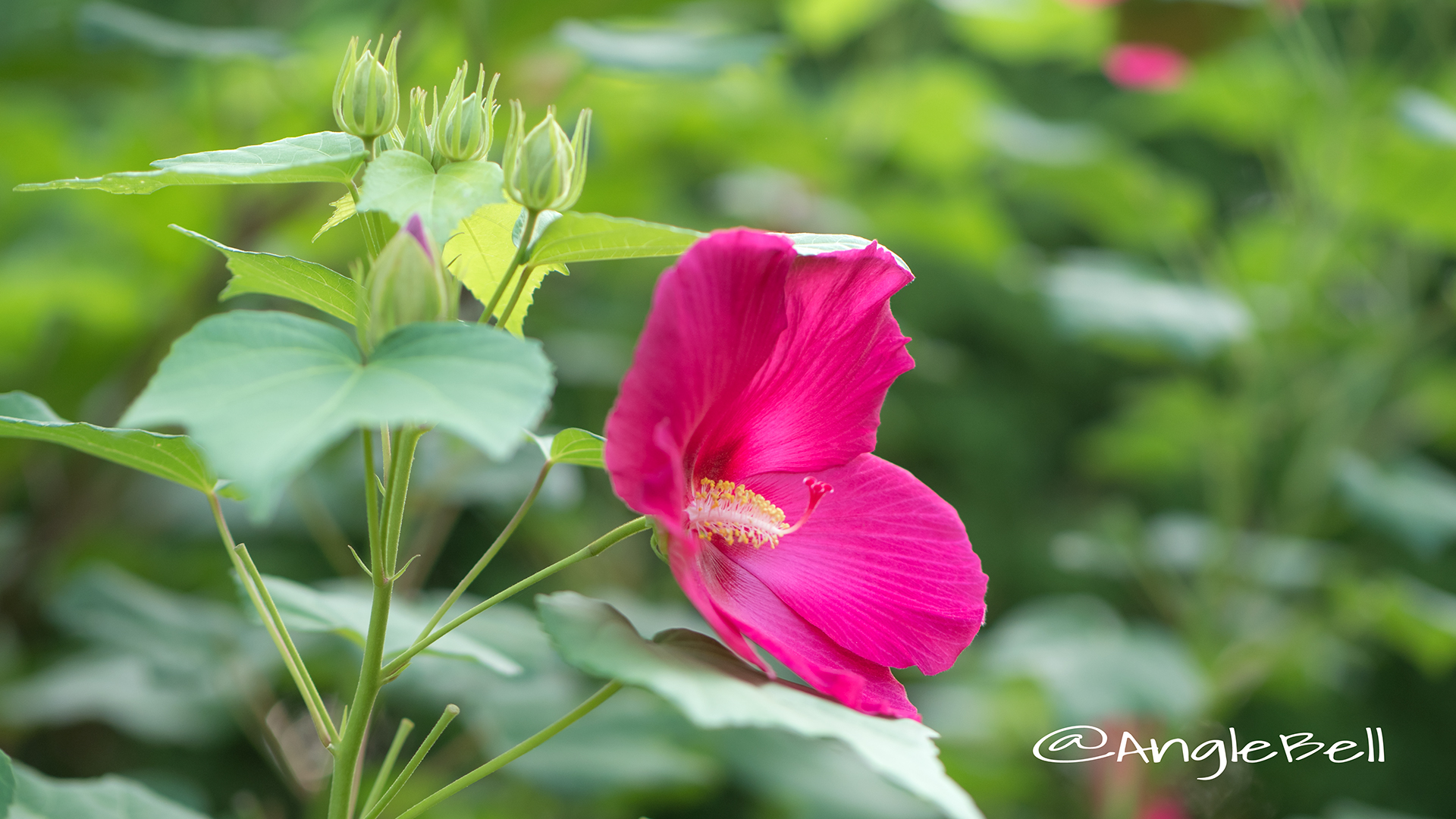 コダチフヨウ 木立芙蓉 Flower Phot2