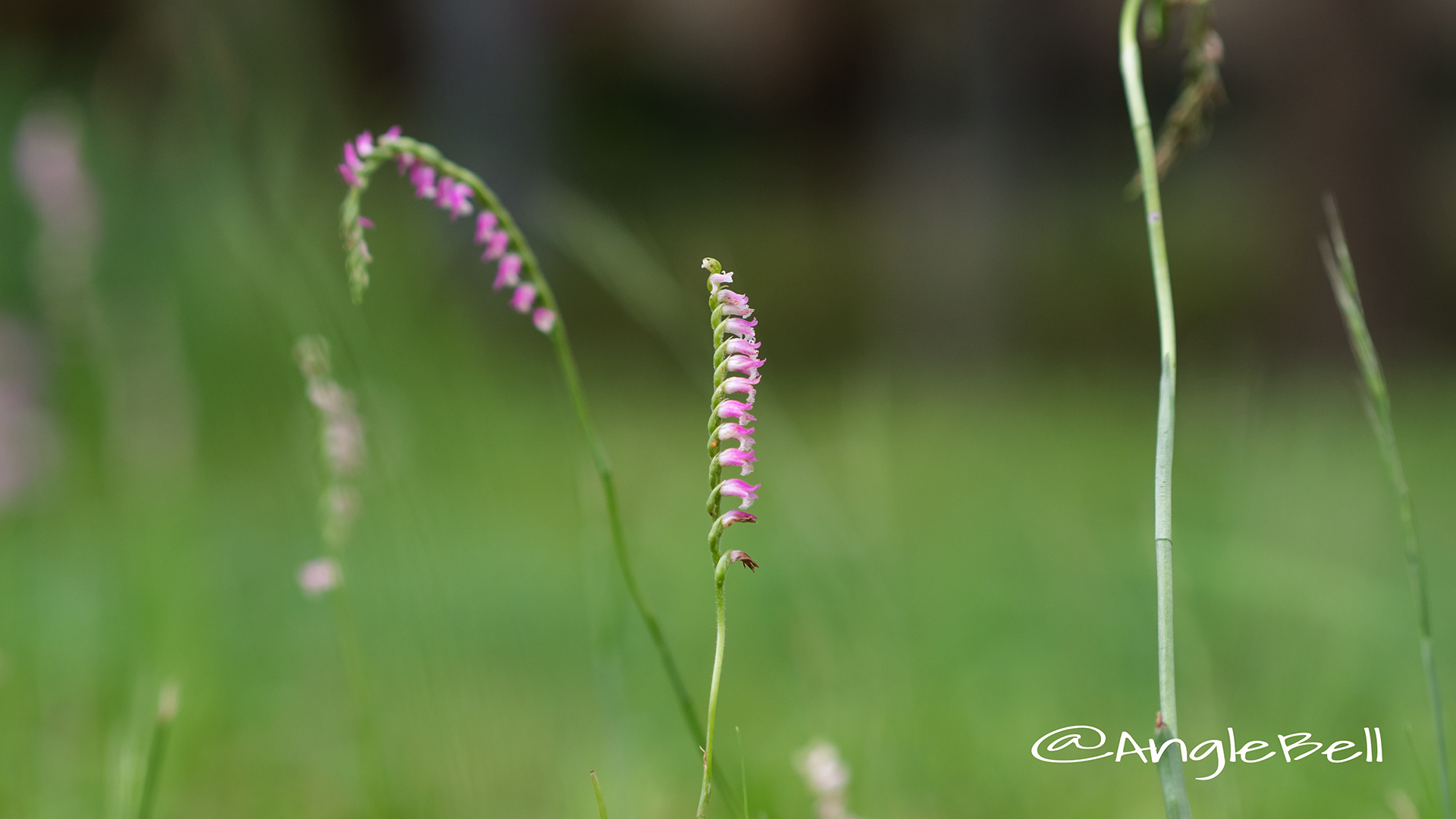 ネジバナ 捩花 Flower Photo3