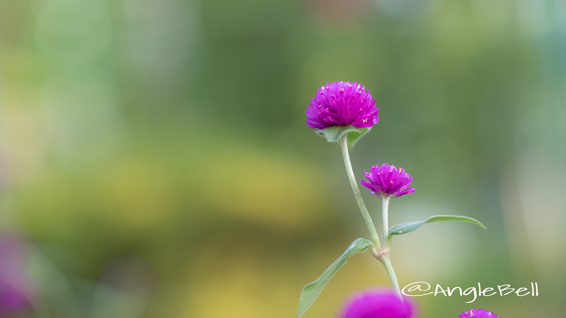 センニチコウ 千日紅 Flower Photo3