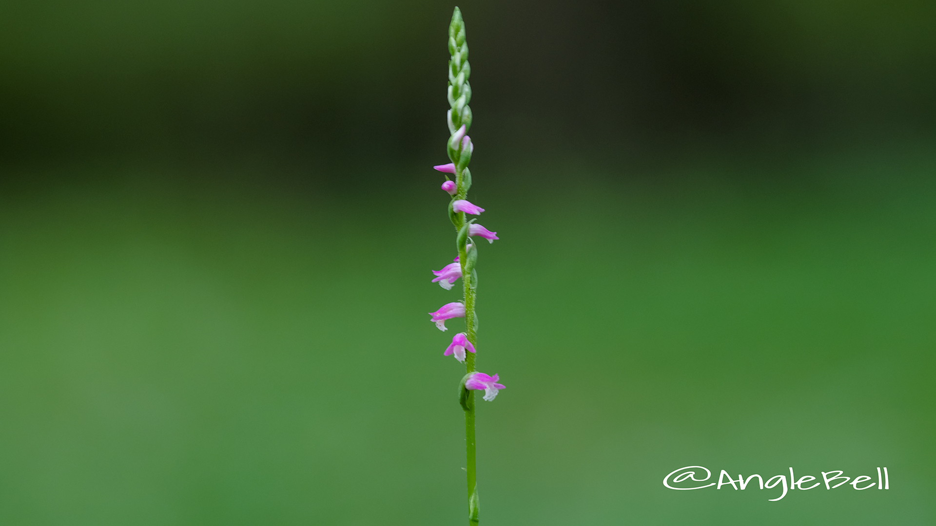 ネジバナ 捩花 Flower Photo2