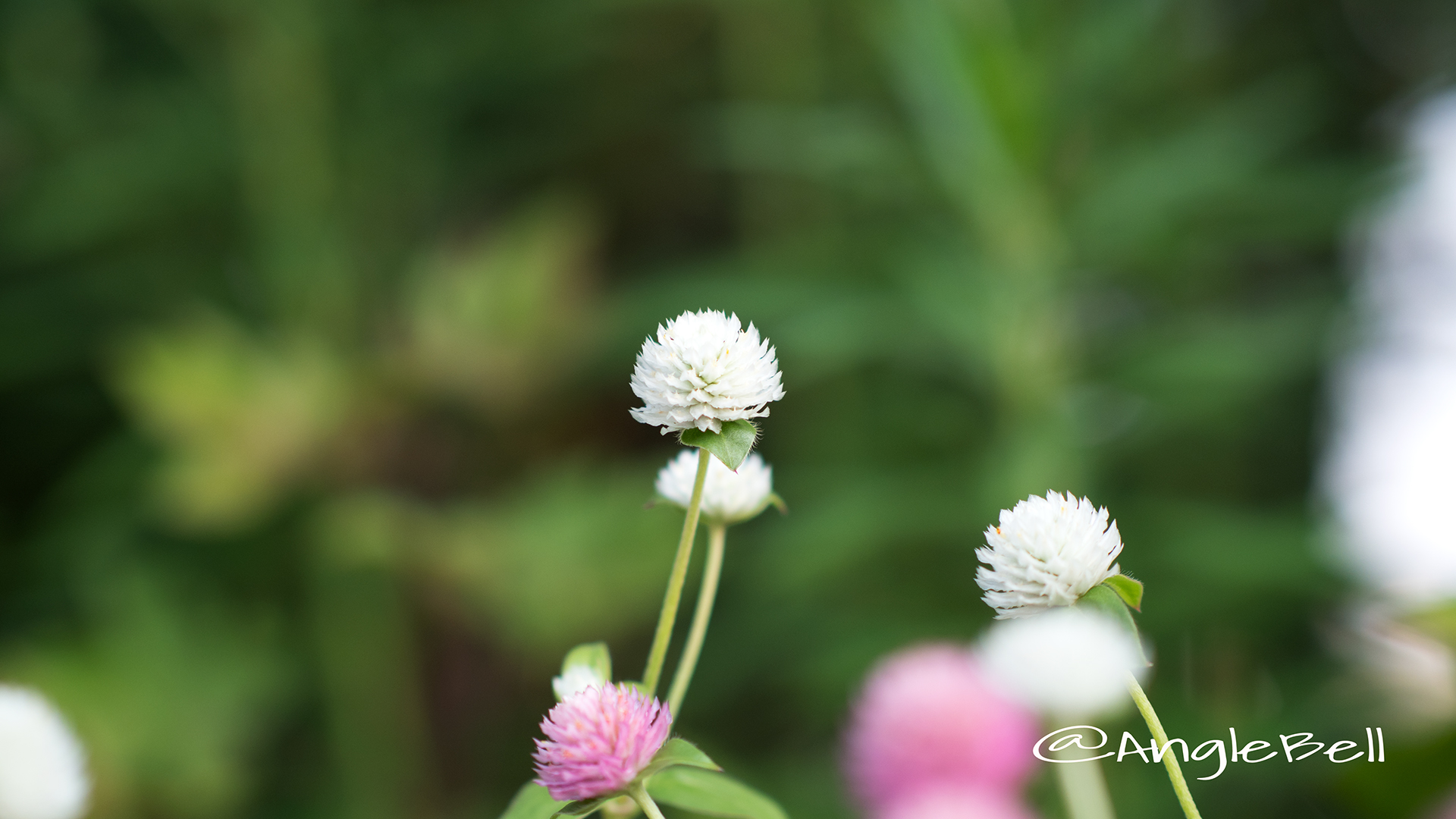 センニチコウ 千日紅 Flower Photo2