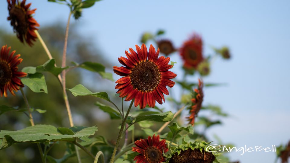 ヒマワリ ムーランルージュ