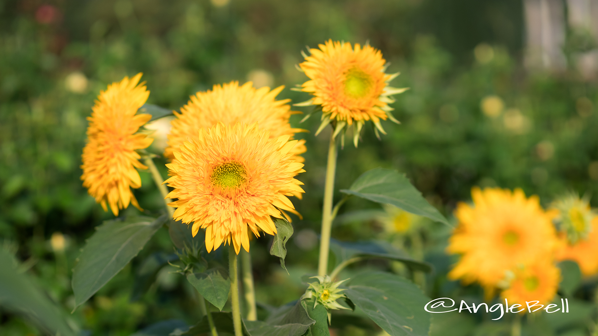 ヒマワリ 東北八重 Flower Photo3