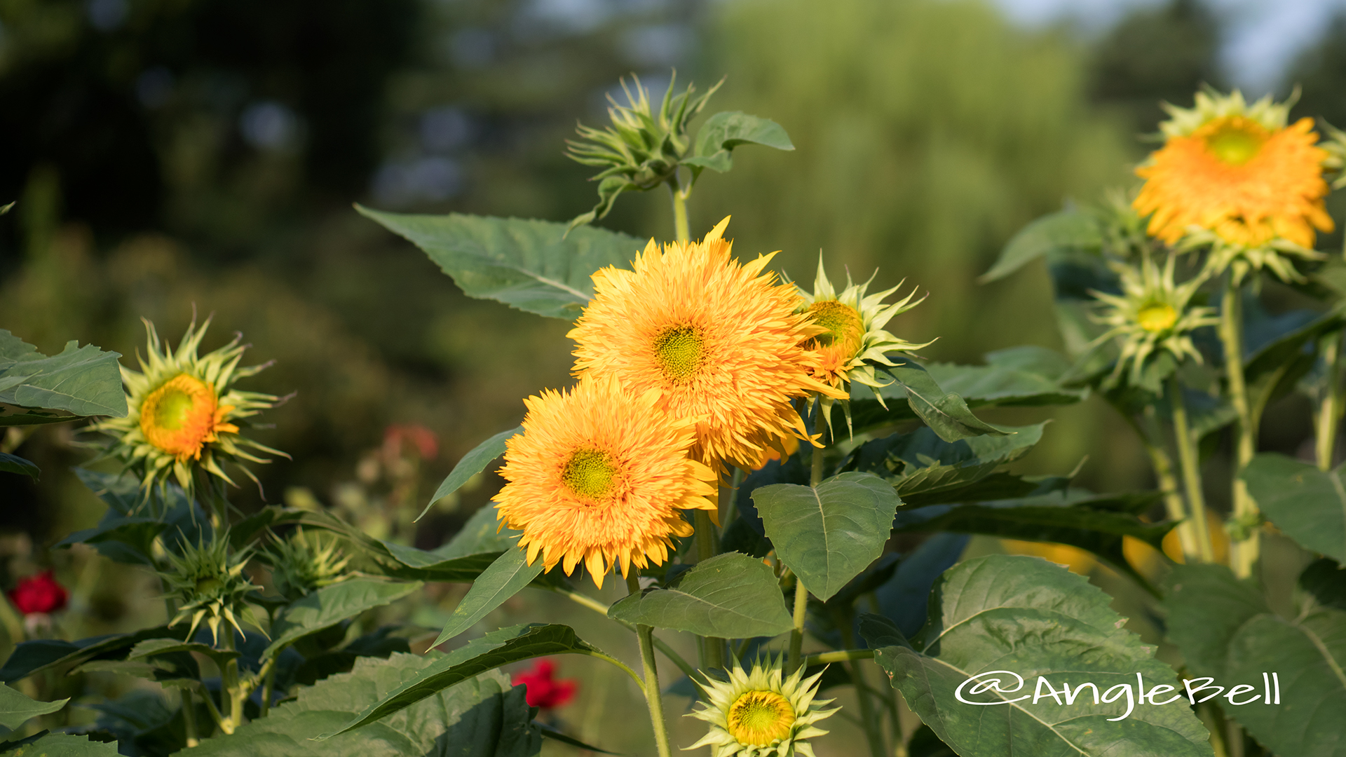 ヒマワリ 東北八重 Flower Photo2