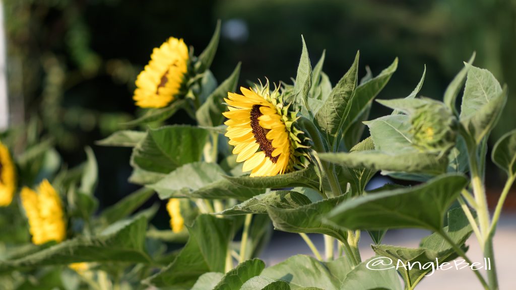 ヒマワリ サンリッチレモン Flower Photo1