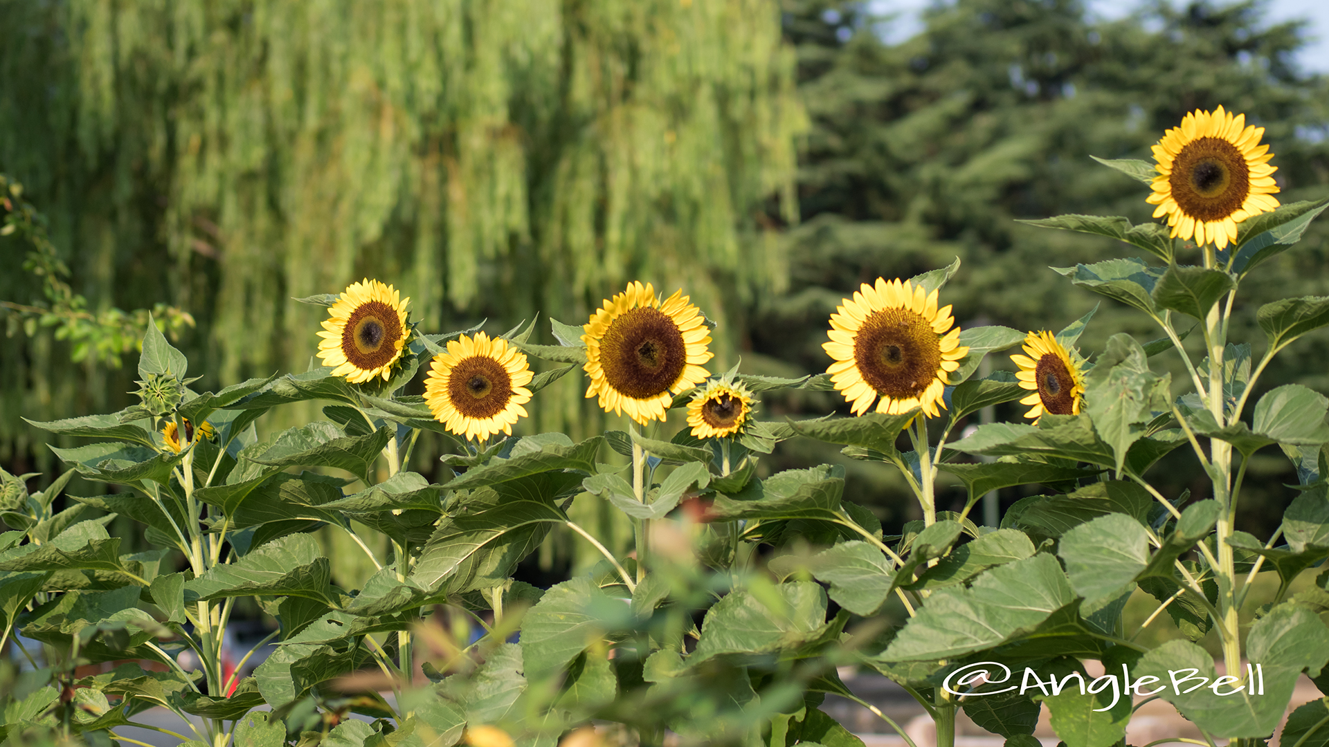 ヒマワリ サンリッチレモン Flower Photo3