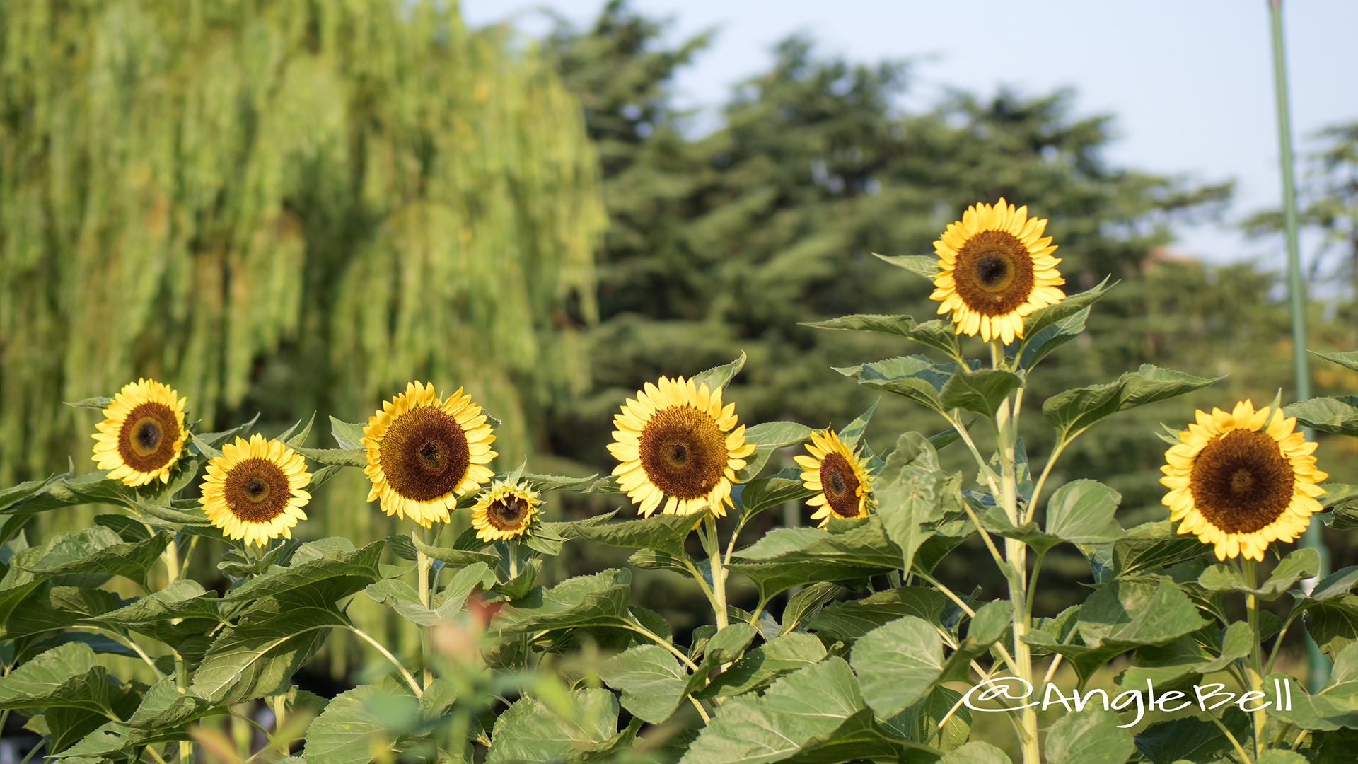 ヒマワリ サンリッチレモン Flower Photo2