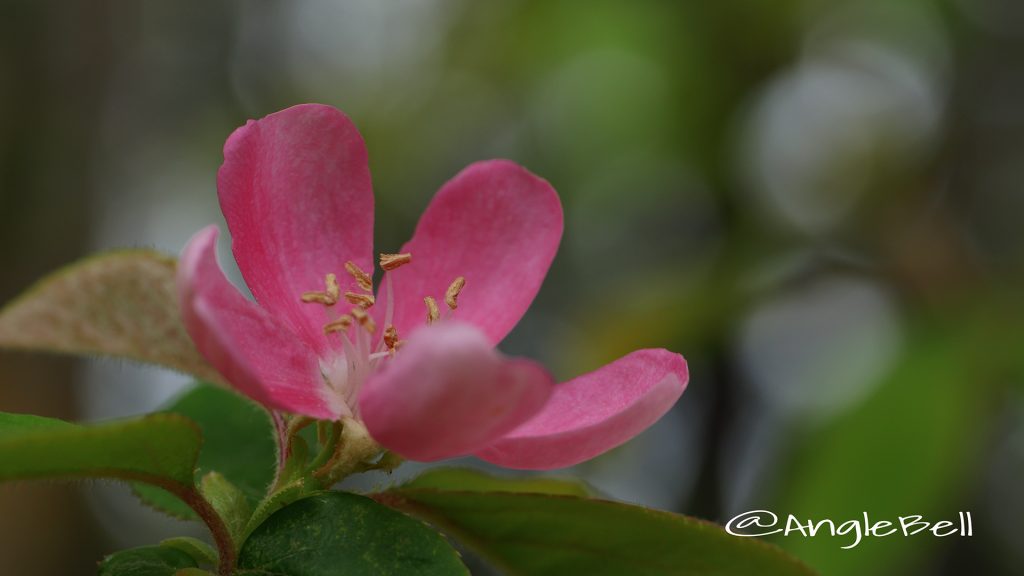 カリン 花梨 Flower Photo2