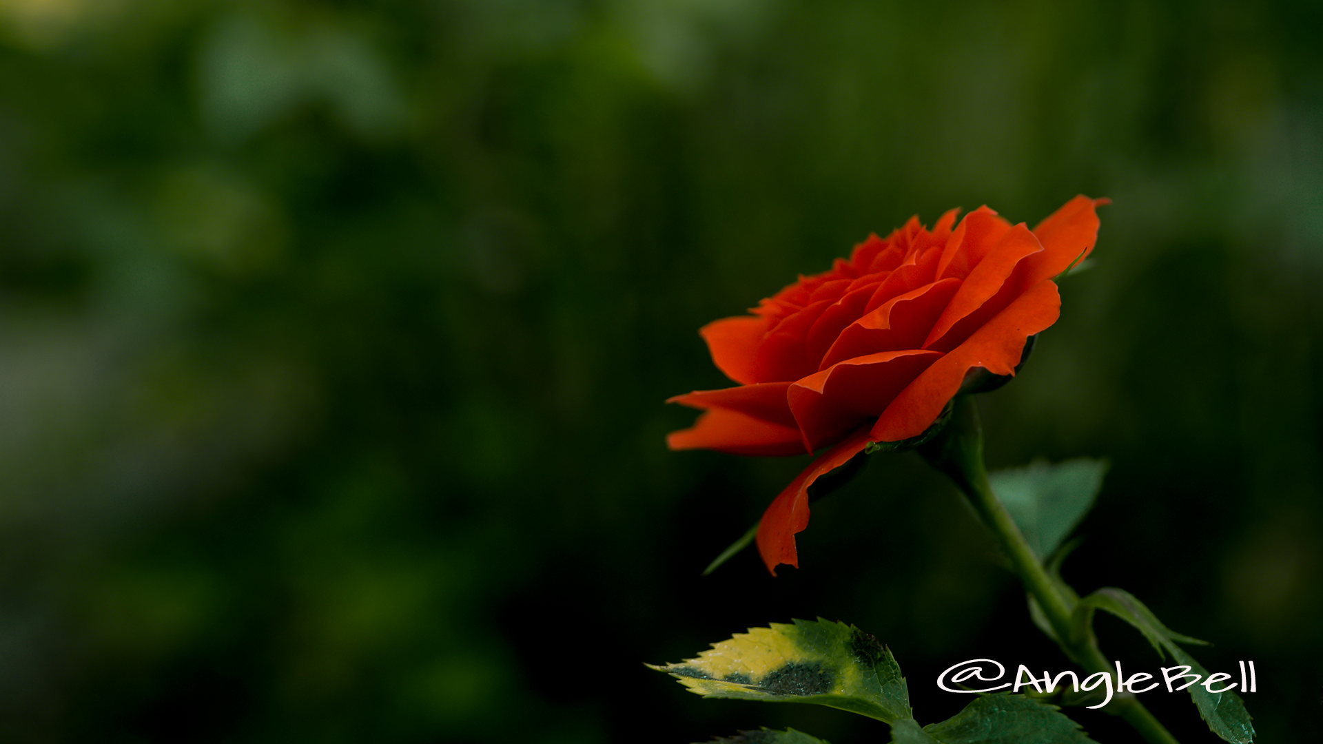 バラ 薔薇 Flower Photo1