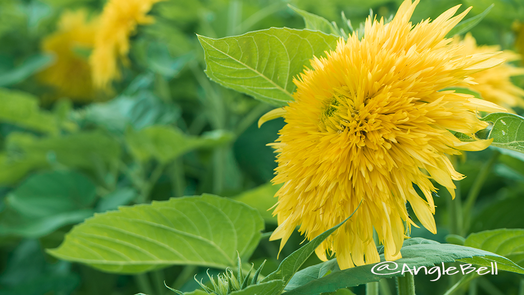 ヒマワリ イタリアンホワイト Anglebell Flowers