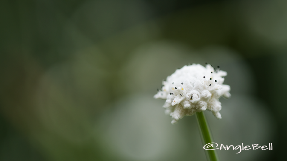 シラタマホシクサ 白玉星草
