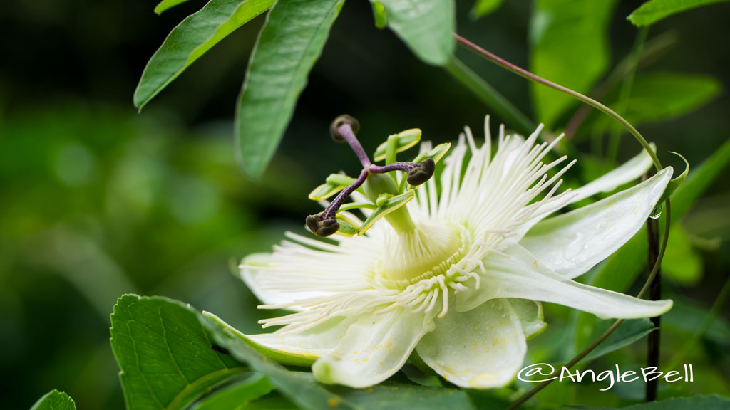 トケイソウ Flower Photo2