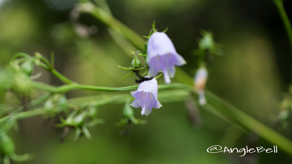 ツリガネニンジン Flower Photo1