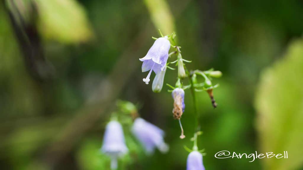 ツリガネニンジン Flower Photo2