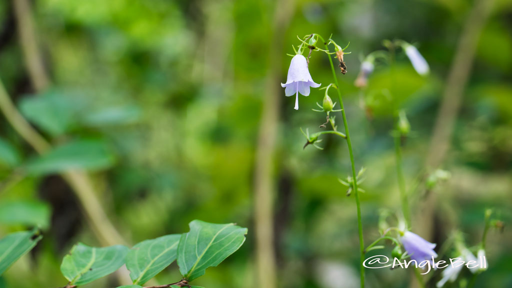 ツリガネニンジン Flower Photo3