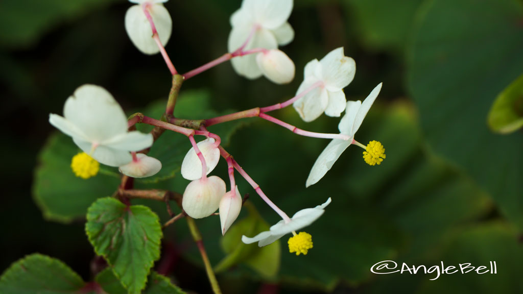 シュウカイドウ autumn Flower Photo1