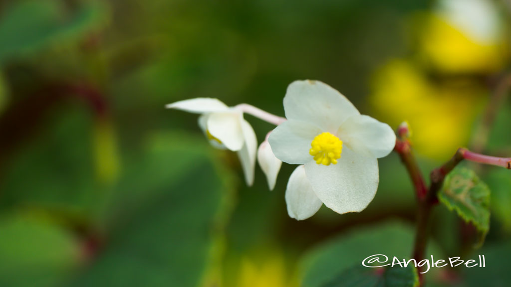 シュウカイドウ autumn Flower Photo2