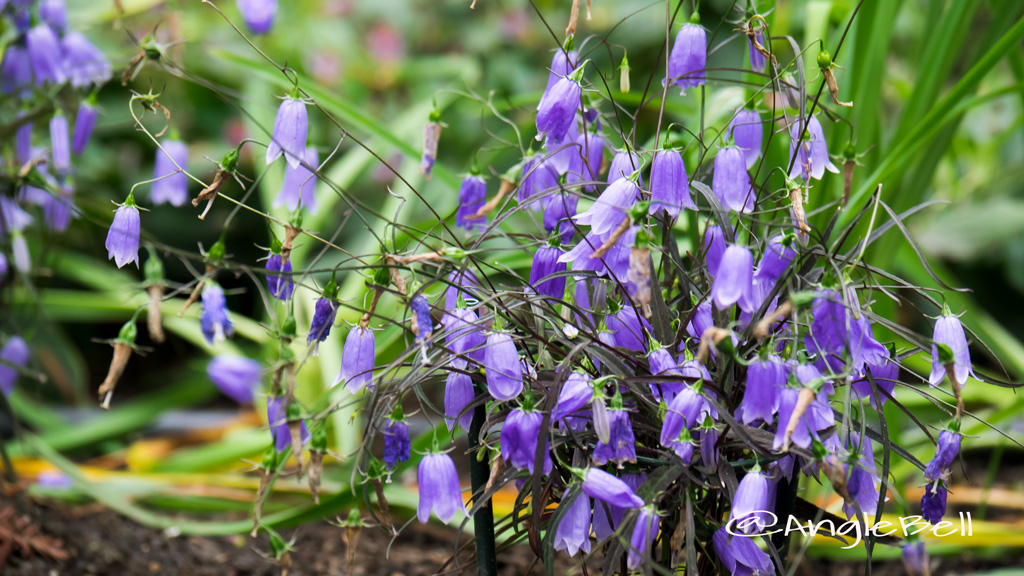 イワシャジン Flower Photo1