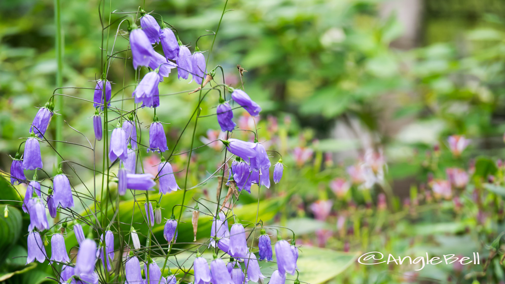 イワシャジン Flower Photo2