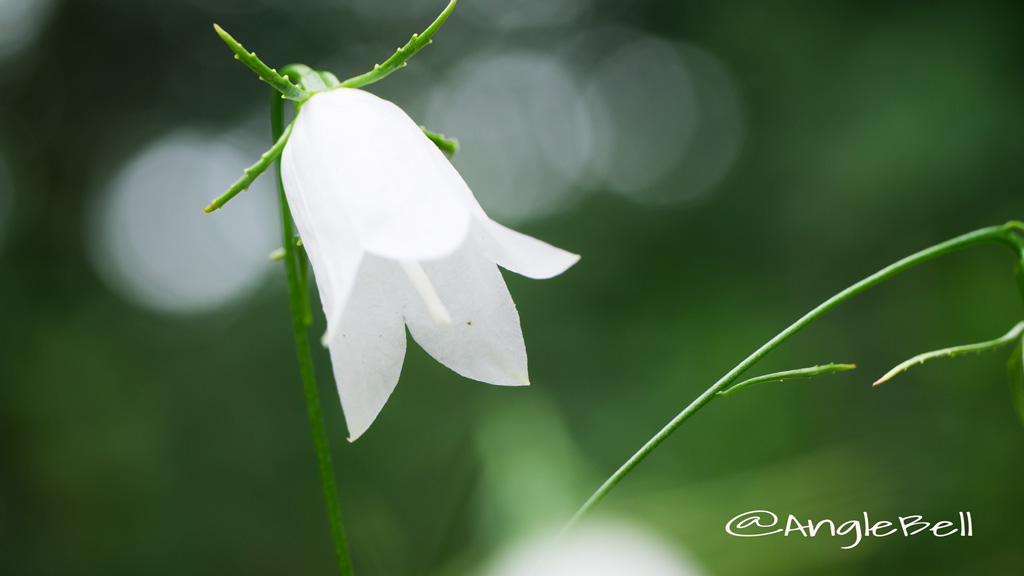 イワシャジン Flower Photo3