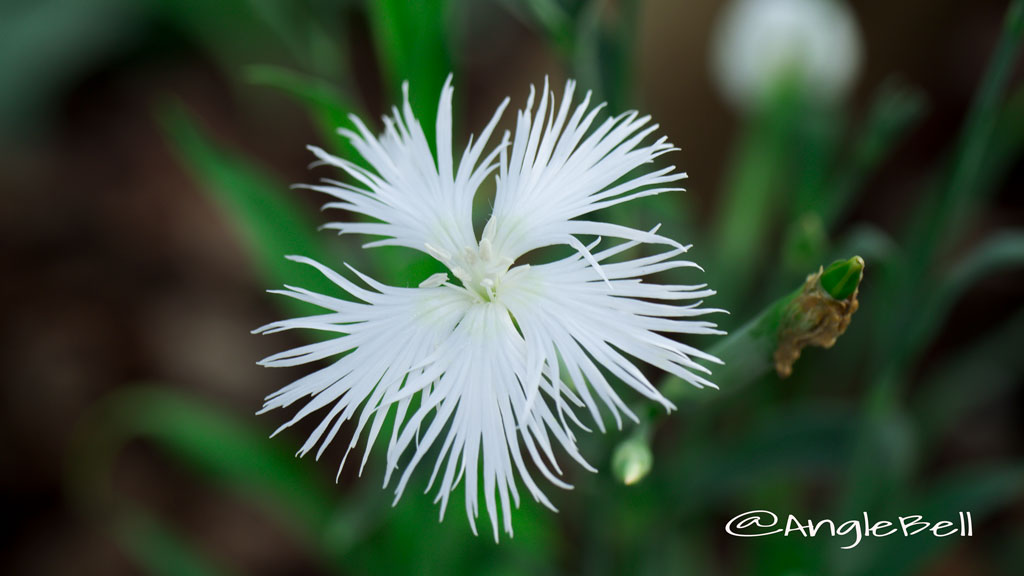 カワラナデシコ Flower Photo2