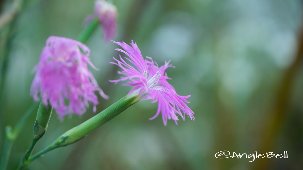 カワラナデシコ Flower Photo4