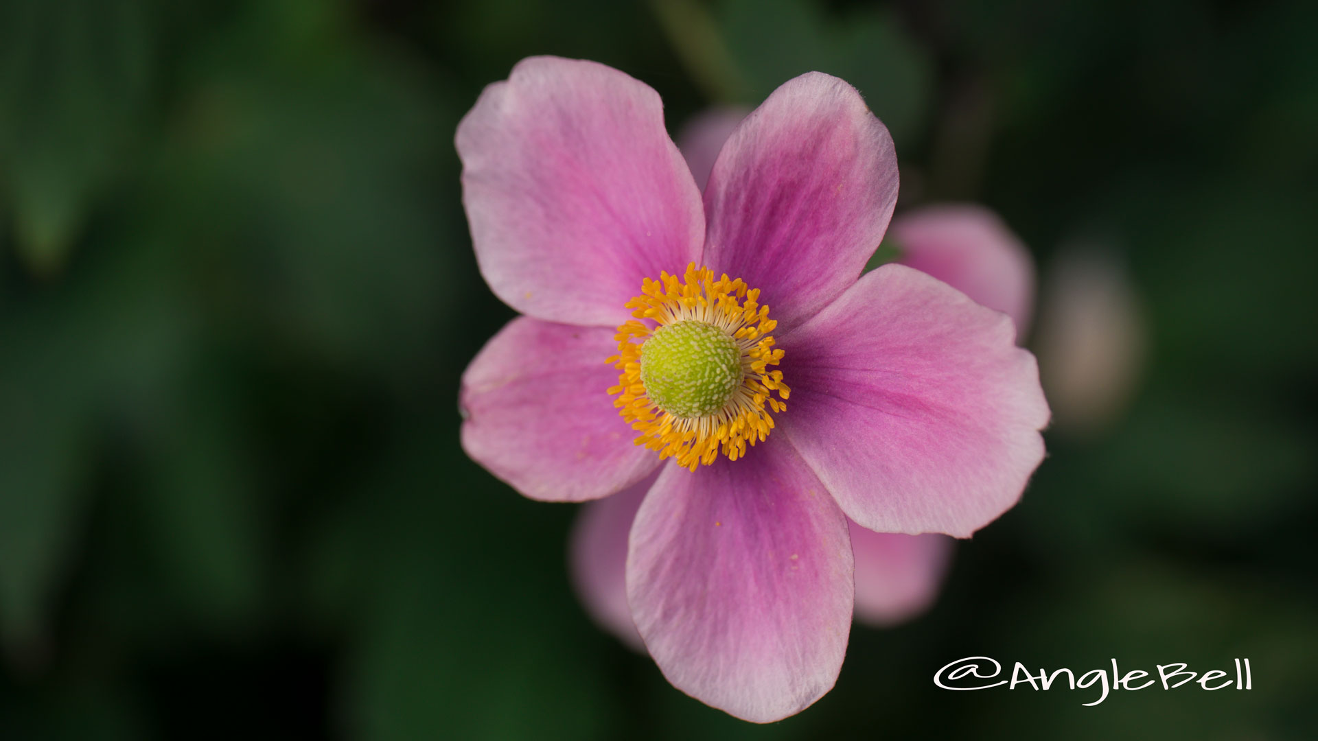 シュウメイギク 秋明菊 Photo1